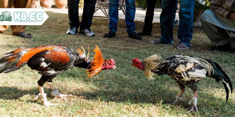 Những mức cược đá gà Campuchia